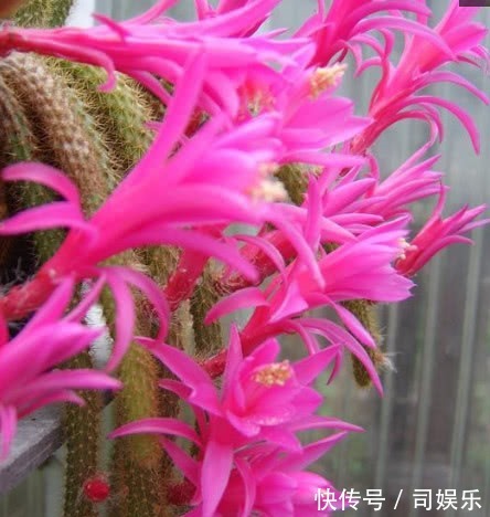 此花养家里,比蟹爪兰还漂亮,一年长2米,开成瀑布花,美翻了