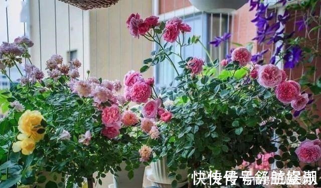 7㎡迷你“阳台造园”小阳台这样布置,也能美成的花园!