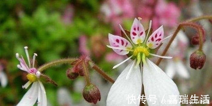 虎耳草|乡下一种野草,人称“耳朵红”,是一种珍贵药材,遇见要珍惜