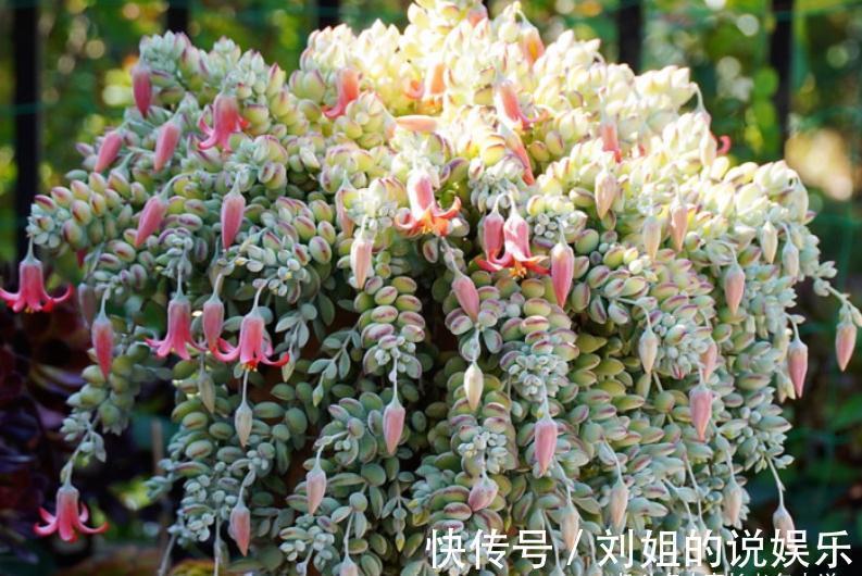 喜欢多肉爆盆的肉友有福了,去入手这8款多肉,个个都是爆头狂魔