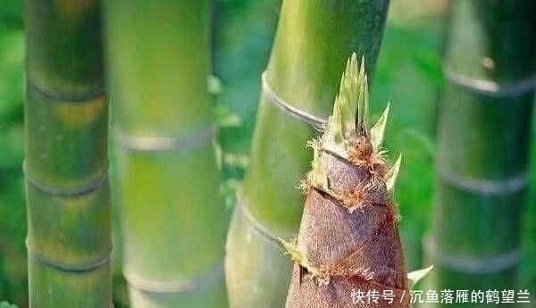 苜蓿|中国最好吃的6种极品野菜,你若是全吃过,请收下我的“膝盖”