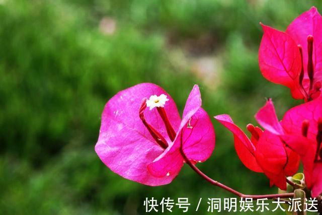 养护|夏天想要养好三角梅，想要它开花不断，几点养护很关键