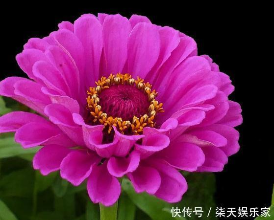 阳台上|阳台养盆“百日花”,有水狂生根、见光能爆花,天天赏“红花”