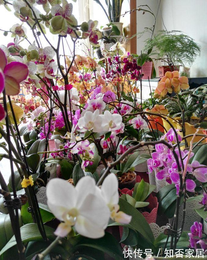 垃圾箱|垃圾箱常见的“3种花”,赶紧捡回家,剪一剪,来年美得不像话