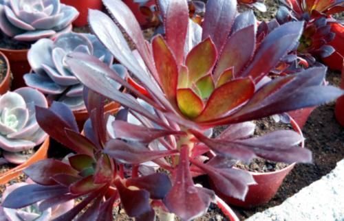 养护|多肉黑法师能在卧室养吗?当然不行,它甚至都不适合放在室内养护