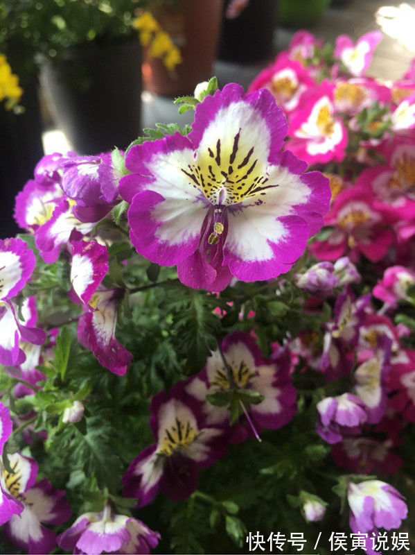 蛾蝶花蛾蝶花|新型盆栽花,花似蝴蝶飞舞,五颜六色,养护容易,一年四季开不败