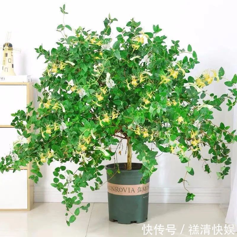 人养花、花也养人,一花治一病,这八种“健康花”,你家养了几种