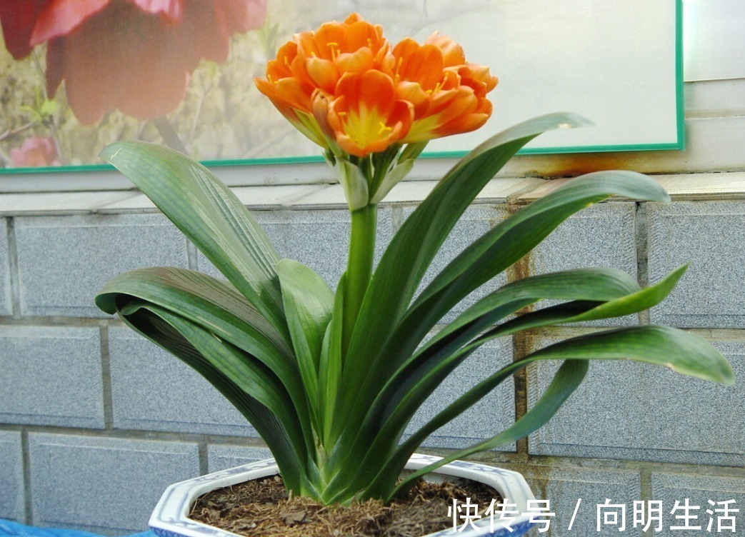 君子兰|君子兰害怕五件事,新手经常犯,难怪越养越糟糕