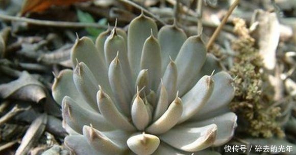 不出|这种多肉植物, 在乡下的瓦房上疯长, 很多人见多但是叫不出名字!