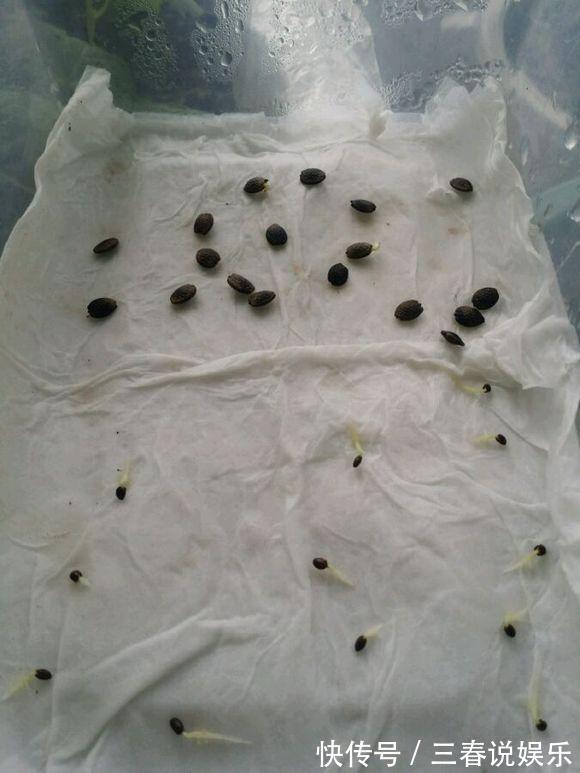 播种|这种水果太好养,1粒种子就能爬满阳台,年年都有水果吃!
