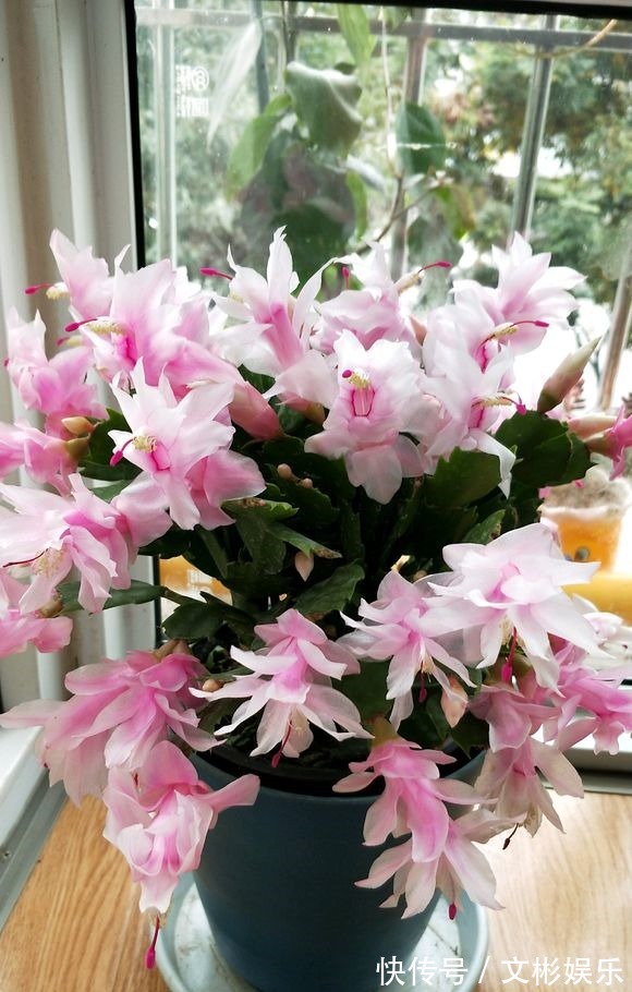 蟹爪兰开花有窍门,学会3个小招,花开不断,爆盆很简单!