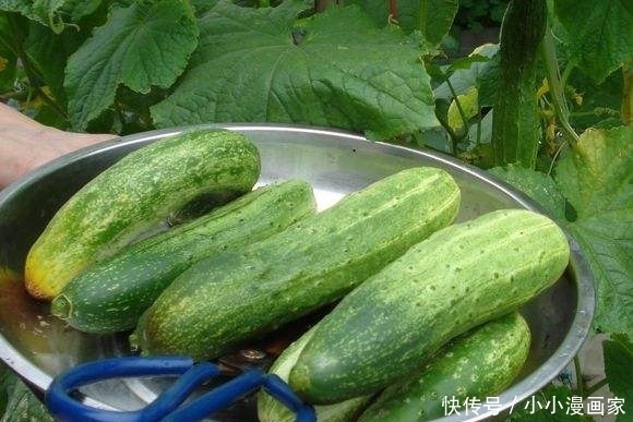 冬天常食黄瓜营养又健康,但不宜和此物同食,现在了解还不晚