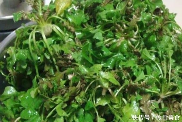  没得|这3种野菜，过了春天就没得吃了！第1种越嚼越香，第3种最好吃！