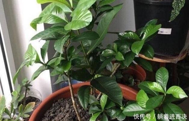 家里养杜鹃、山茶、栀子花,用点几毛钱的它,马上绿油油、花苞多