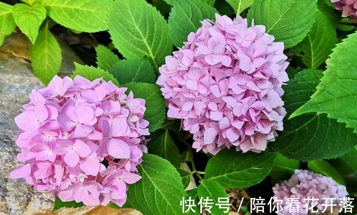 养花人都有的“迷惑行为”,只有爱花之人才懂,看看你中了几条