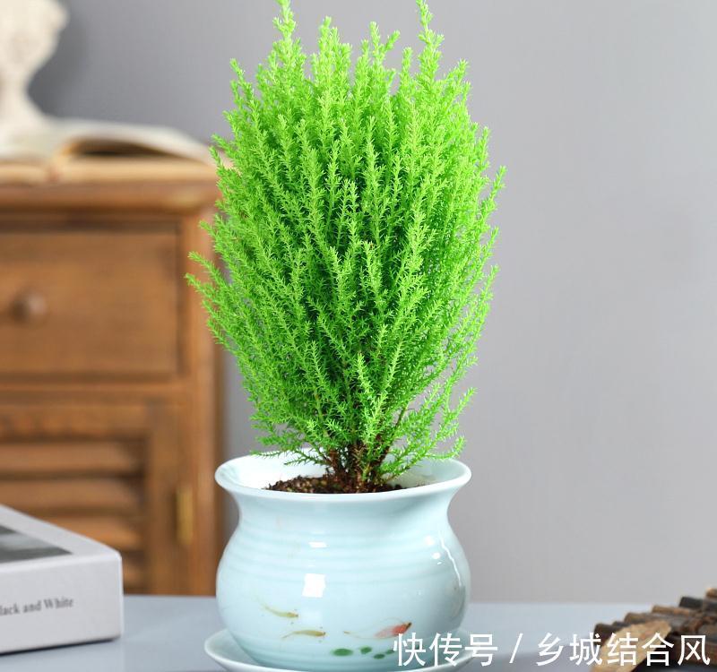 6种“小盆景”,越小越值钱,客厅养一盆,能香上几十年