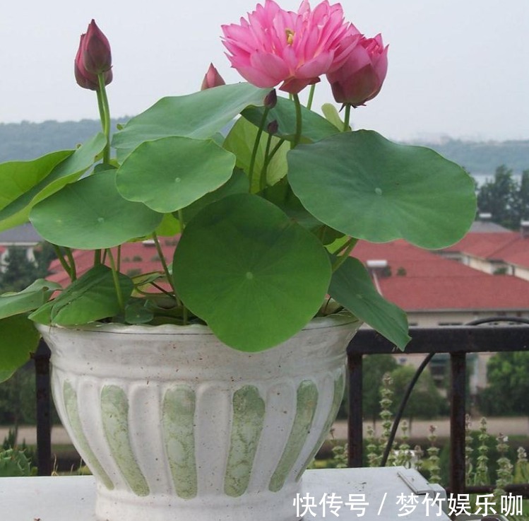 家庭养花:阳台盆栽此3款,漂亮好活,懒人最爱!