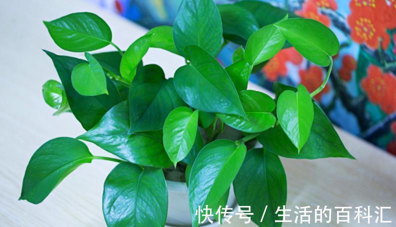 浇水量|秋季气温下降，提前安排这5方面，养花种草才不会出意外