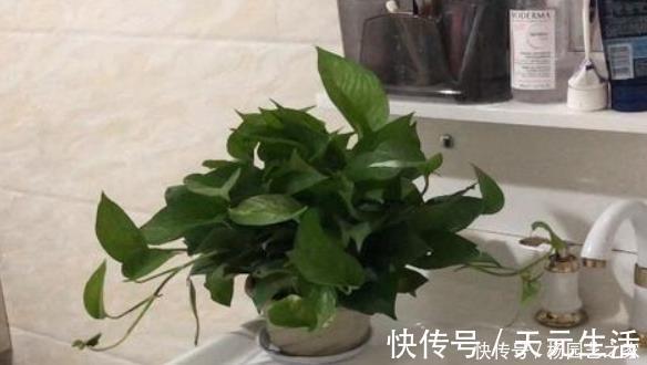 家里养绿萝,有4个地方不要随意摆放,并非迷信,有科学依据