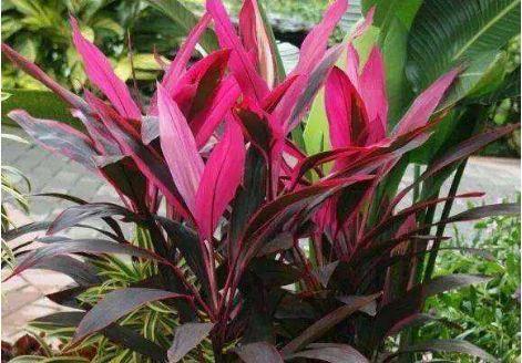 几款花卉便宜又好养,一盆千百朵,枝头花苞满