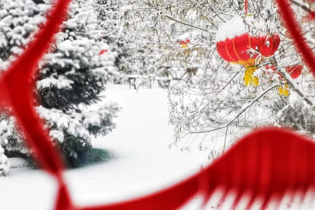  不畏|不畏凛冬寒，迎雪绽芳菲