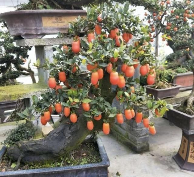 松柏|过年就养“镇宅树”,6年后成为“盆景树”,比松柏值钱,寓意好