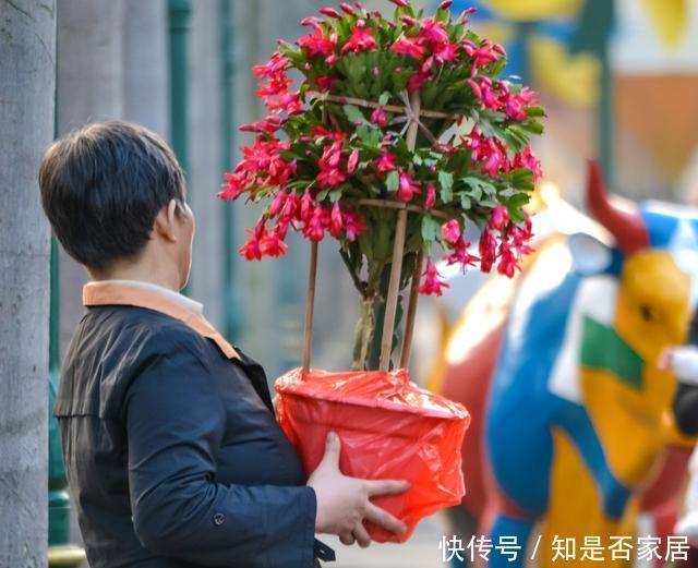 上门|腊月不可错过的5种富贵花,随便养一盆,富贵上门来