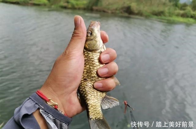 别再问夏季钓鲫鱼用什么味型，以这3种味型为主搭配即有效