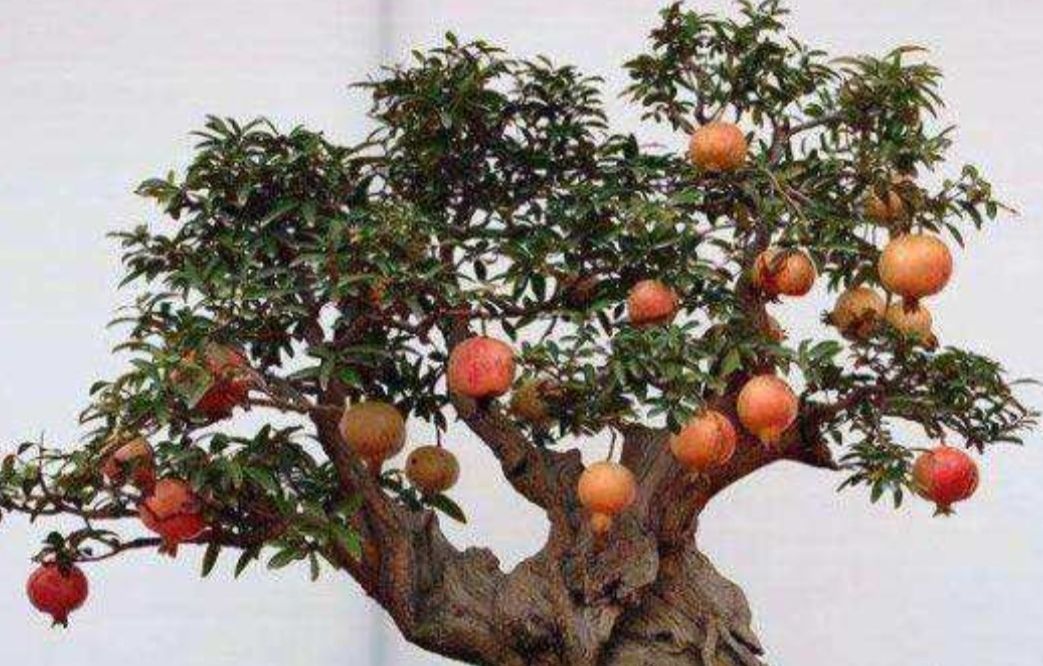 多子多孙|精品老桩石榴盆景欣赏,红红火火,多子多孙