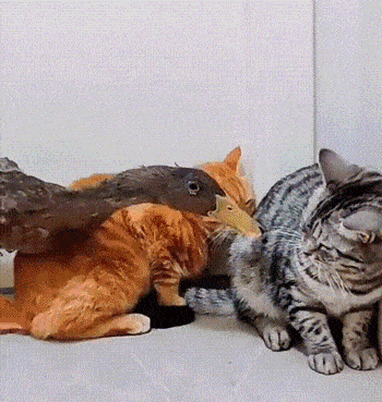 |【被窝段子】因为梦想 所以选择远方;因为无所依靠 所以必须坚强