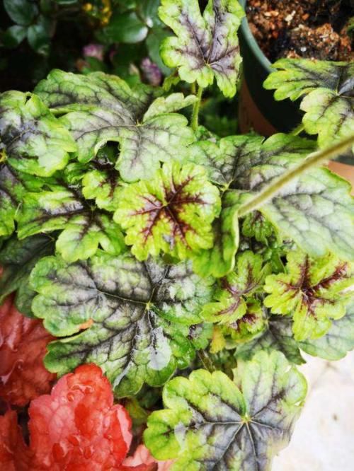 有院子别犹豫,现在开始规划养花,4、5月就能花开满园