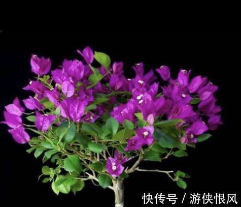 三角梅开完花后怎么养殖复花快,别太懒,勤做3件事