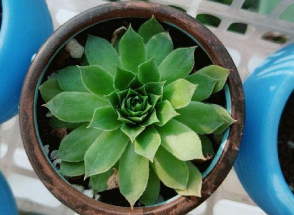 新人居家盆栽多肉,叶子总干巴巴、没精神,该怎么办?