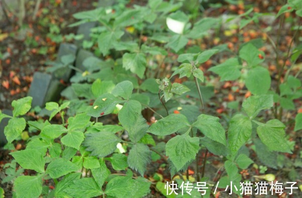 益母草|66种野菜大图片,带你见识不同的野菜和吃法,你想要的野菜这里有