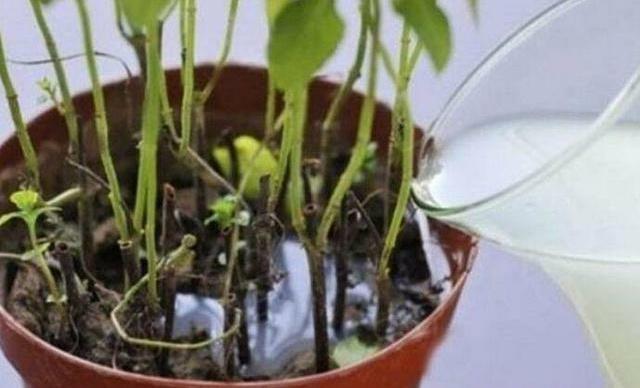 你用啤酒水、淘米水浇花快停下,正确方法没学会,浇1盆死1盆!