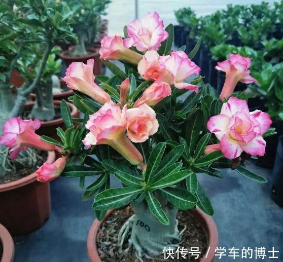 家中常见的5种花,用小盆,少浇水,才能长得更旺盛,开花更多!