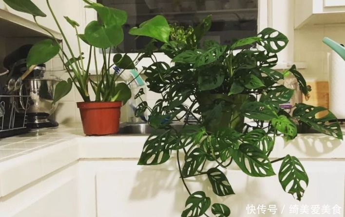 茶叶|生活中哪些材料富含钾元素,该怎么处理拿来养花?