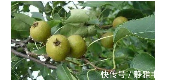 水果|长寿老人最爱吃的水果,每天吃一个,防癌,润肺止咳,谁吃谁受益