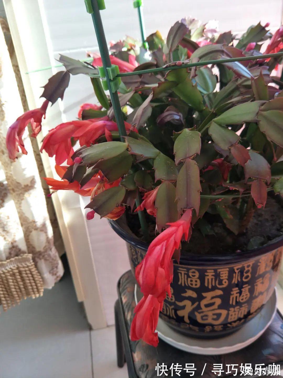 9种花特怕冷,低温浇水容易冻死,夜晚套袋子保暖