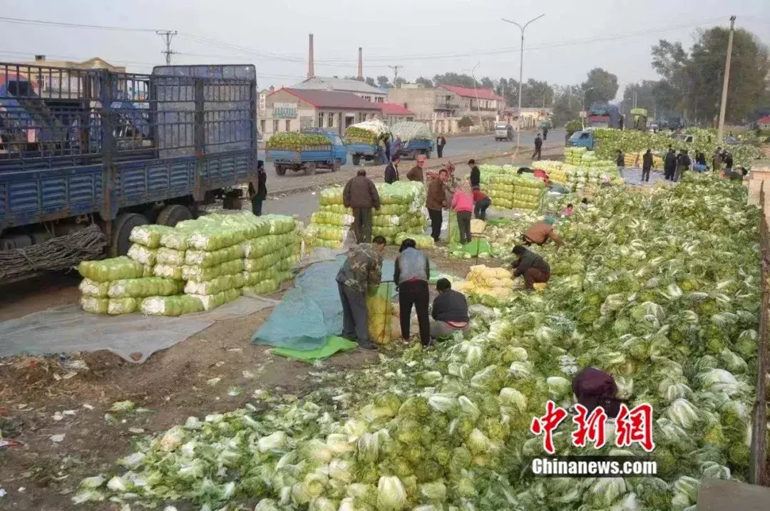 冬天|当囤菜腌菜的画面出现，东北孩子开始想家了……