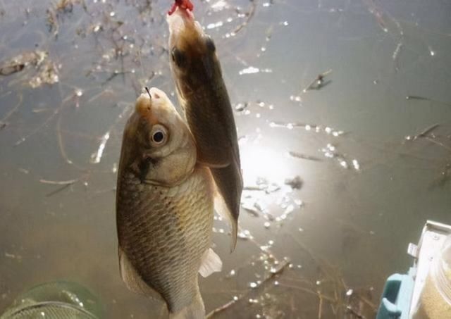 饵料|用这些自制窝料野钓鲤鱼，虽然制作繁琐，但发窝效果着实不错