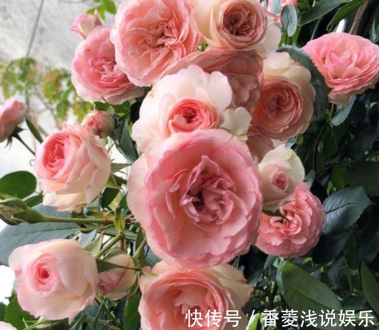 从5月13日开始,家养此款花卉,丢土里就能活,花开美艳绝伦