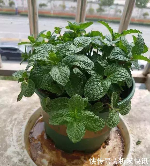 养花别舍不得，就得“割韭菜”，割1茬10天冒新芽，长势旺！