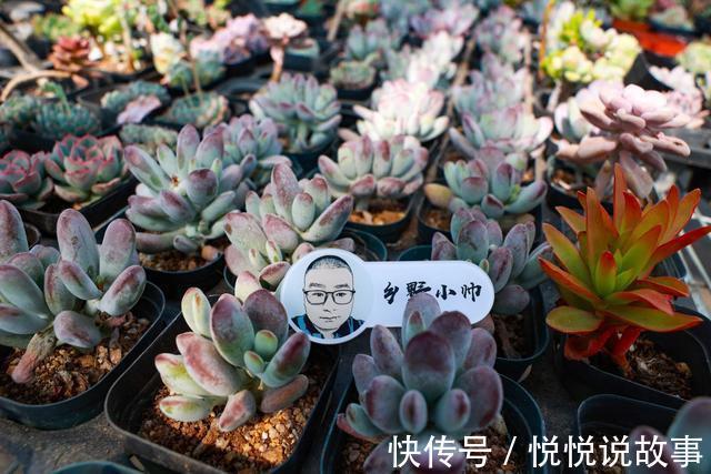 多肉植物|多肉叶片干瘪,不一定是缺水,听小帅怎么说
