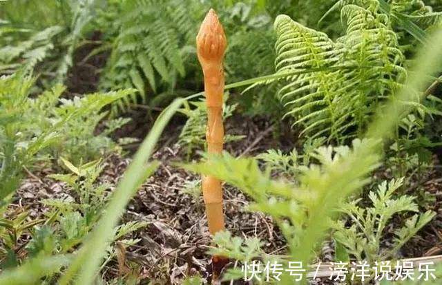 眩晕|“定风草”对眩晕、头痛缓解效果好,一看方子就明白了