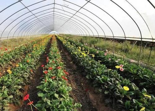 宁愿不吃,也别碰4种“蔬菜”,寄生虫“成堆”,沸水都杀不死