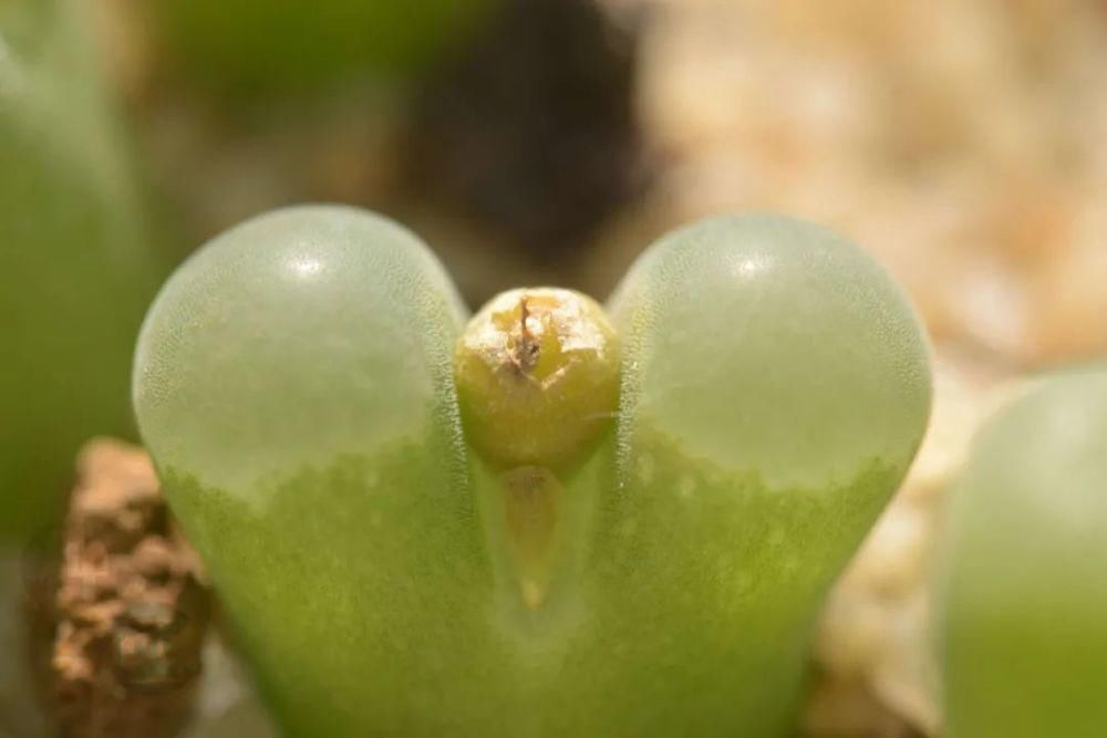  磁铁|磁铁风铃Conophytum Concordans