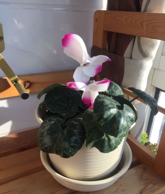 4种娇气花，就怕“当头灌”，叶片沾水就烂，浇水要谨慎