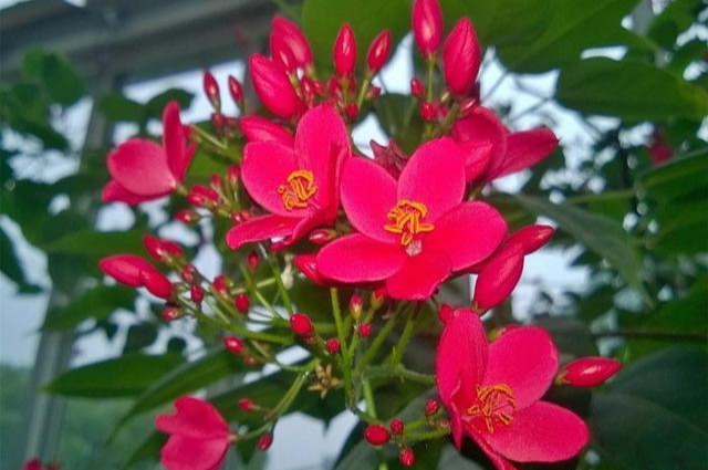世界上花期“最长的花”，外表有点像樱花，一年能开300天花