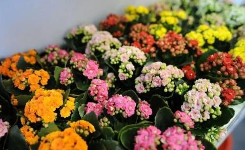 5种花，就得小盆养，花盆越小，长得越旺